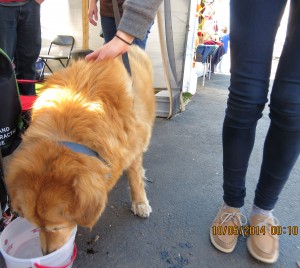 Cassie stops to pet a shop owner's dog, one of many animals she admires along our way. photo by Mackenzie O'Guin